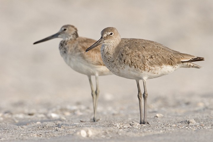 Schlammtreter Catoptrophorus semipalmatus Willet